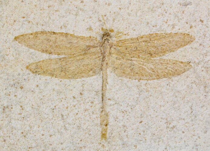 Fossil Dragonfly (Aeschnogomphus) - Solnhofen Limestone #22538